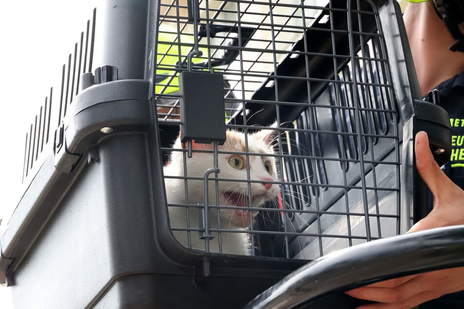 Chemnitz: Katze verirrt sich auf Dach in Chemnitz: Feuerwehr rettet Tier mit Drehleiter