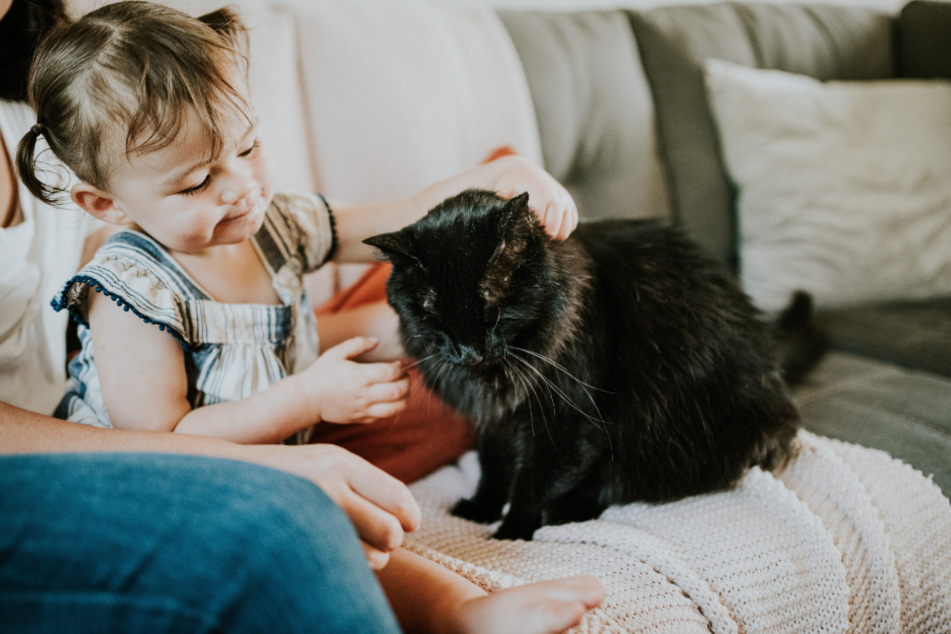 Cats can give humans giardia in rare cases.