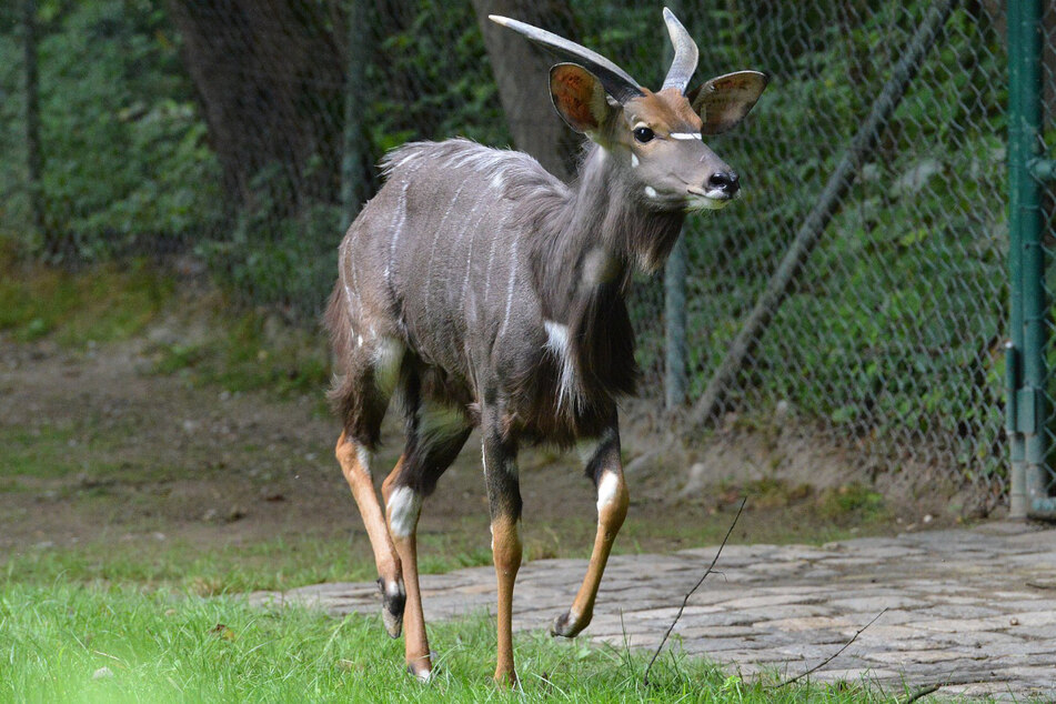 Tiefland-Nyala-Bock "Evan" ist eine imposante Erscheinung. Ob die Weibchen im Tierpark Hellybrunn da zustimmen?