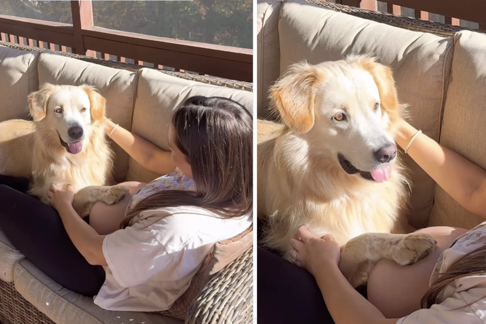 Carl the dog notices for the first time that there is a baby in his owner's belly.