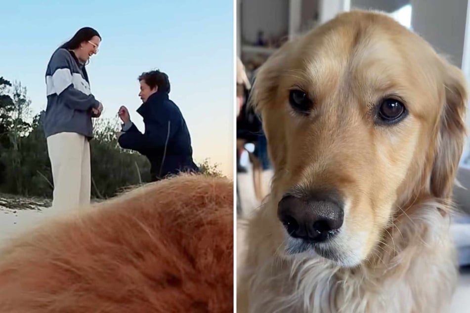 Thanks to a special doggy "cameraman," this engagement video clearly stands out from the crowd.