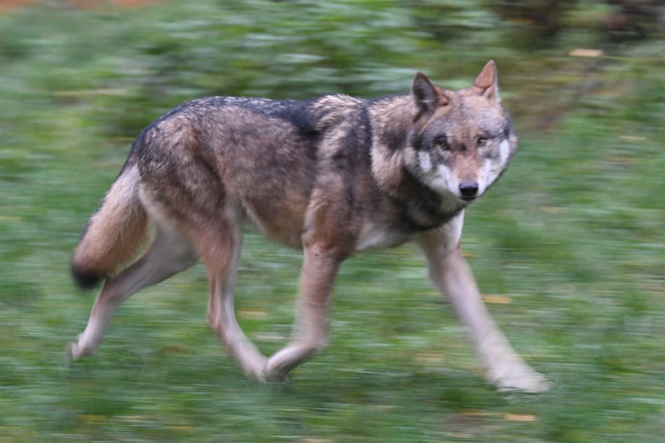 Ein Wolf kam bei einem Zusammenstoß auf der A3 ums Leben. (Symbolfoto)