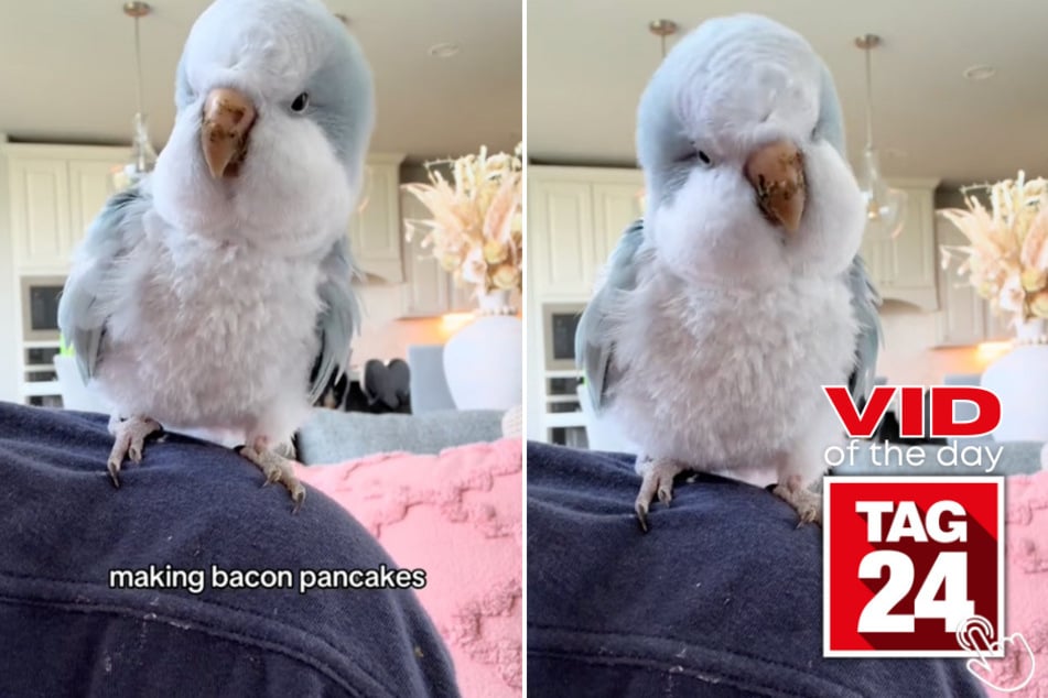 Today's Viral Video of the Day features a bird that enjoys singing a jingle about bacon pancakes!