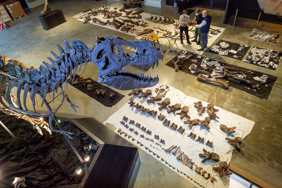 Mitarbeiter des Dinosaurier Museums Altmühltal arbeiten zwischen den Knochenfragmenten eines Tyrannosaurus rex, die auf dem Boden ausgebreitet liegen.