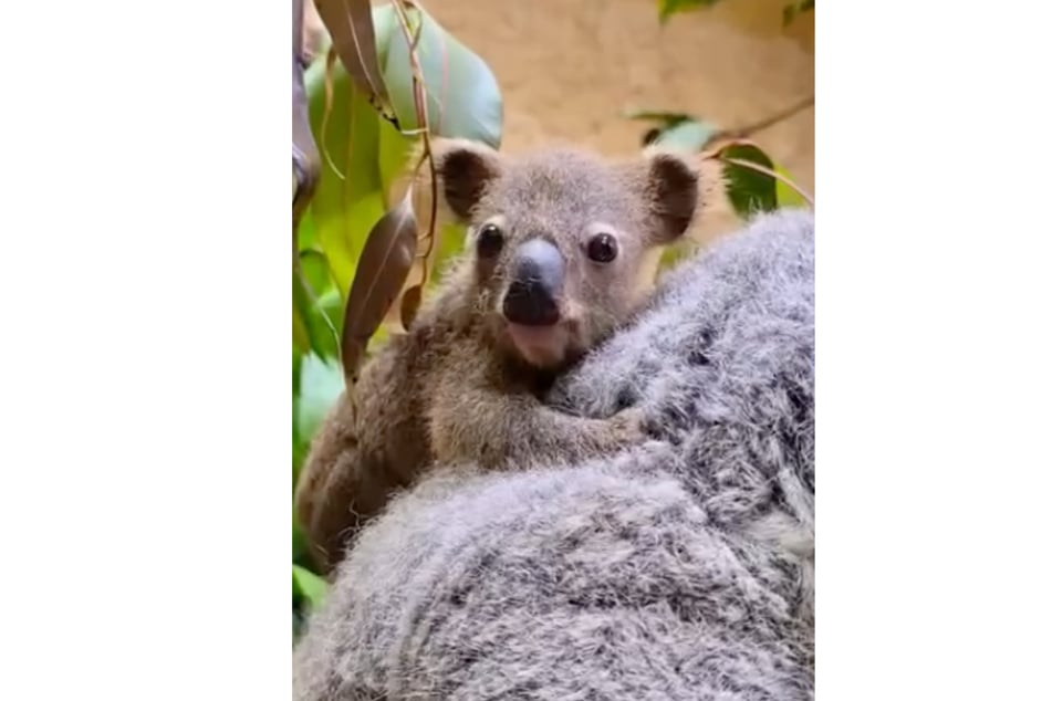 Das Koala-Jungtier traut sich sogar schon auf den Rücken von Mama Eerin.