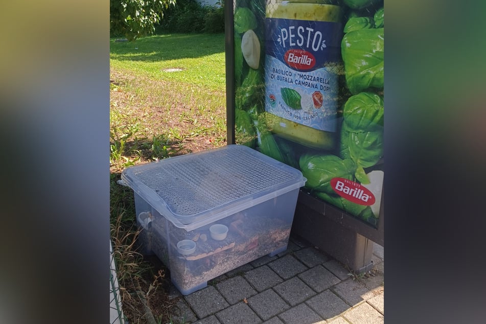 Ohne Essen und Trinken wartete der Hamster mehrerer Tage neben einer Bushaltestelle auf seinen Tod.