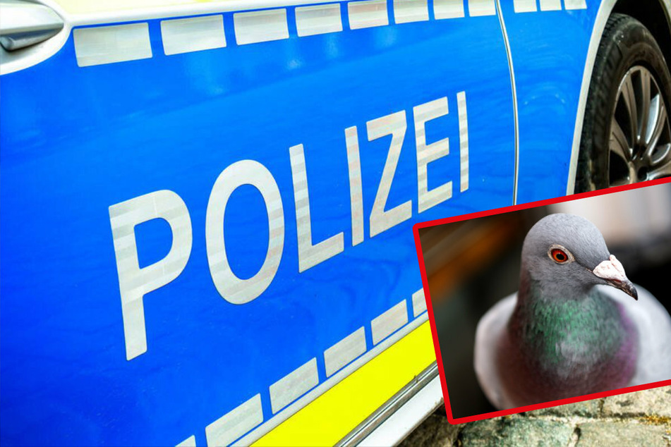 Ungewöhnlicher Zeugenaufruf der Polizei: Wer hat 37 gestohlene Brieftauben gesehen?
