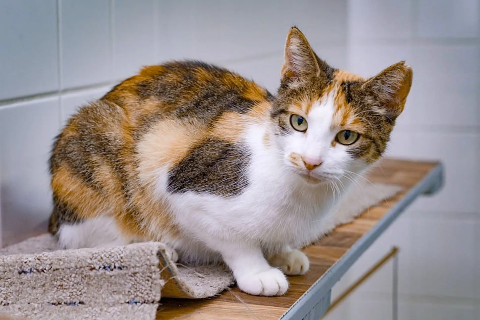 Katze Fiona wartet im Tierheim Magdeburg auf neue Besitzer.