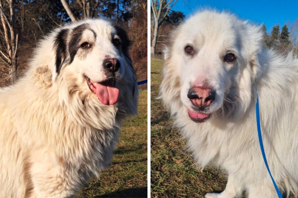 Pyrenäenberghunde gehören zu den Herdenschutzhunden.