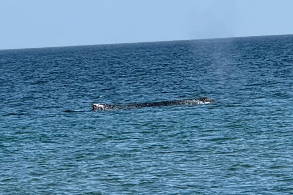 Plötzlich tauchte der Wal wieder unweit des Niendorfer Strandes auf, wo er tagelang gestrandet war.
