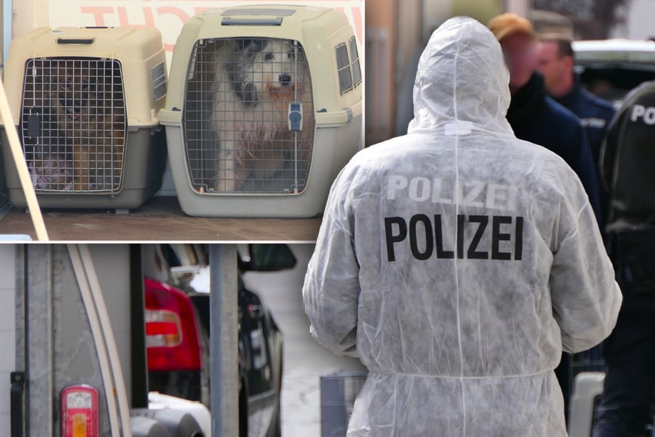 Erschreckende Entdeckung bei Durchsuchung in Sachsen: 60 Hunde aus Wohnhaus gerettet