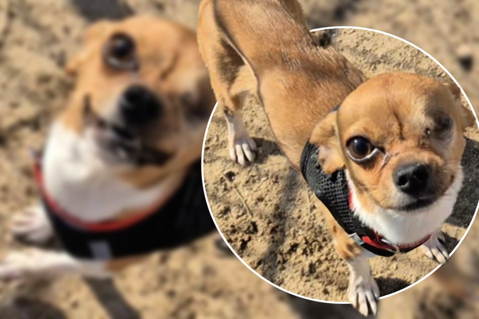 Auge verloren und ausgesetzt, um Tierarzt zu sparen? Kleiner Chihuahua sucht neues Zuhause