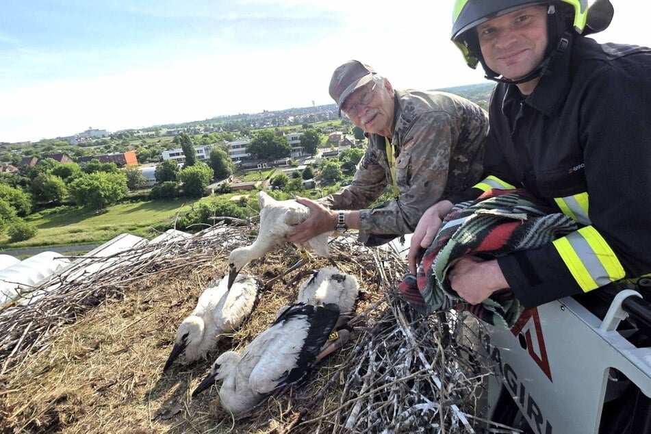 Dietmar Heyder und Feuerwehrmann Kai Graßhof (35) beringen in Wehlitz von der Drehleiter aus Jungstörche.