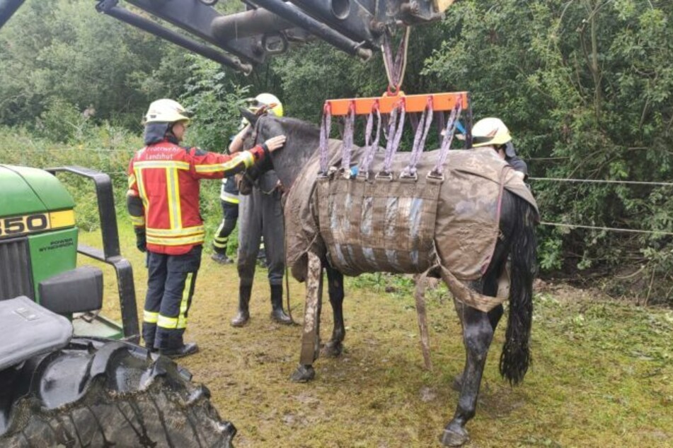 Endlich befreit! Mit einem speziellen Tierhebegeschirr zog ein Traktor das Pferd aus dem Schlamm und stellte es auf der Koppel ab.