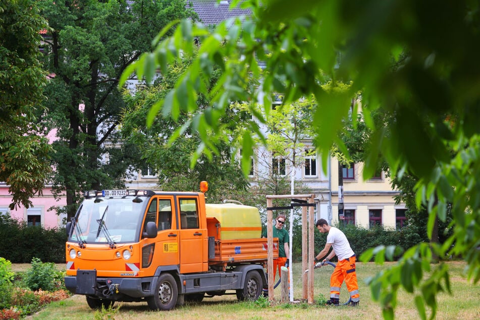 Die Stadt Dresden lässt aktuell nur Jungbäume bewässern, der Restbestand wird außen vor gelassen.