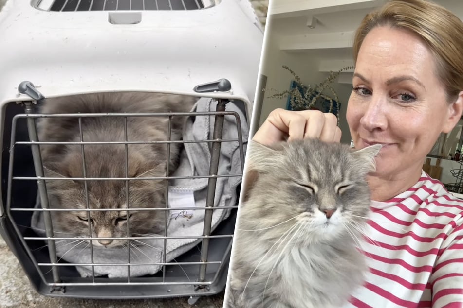 Judith Rakers in neuem Insel-Zuhause: Probleme beim Umzug mit Katzen?