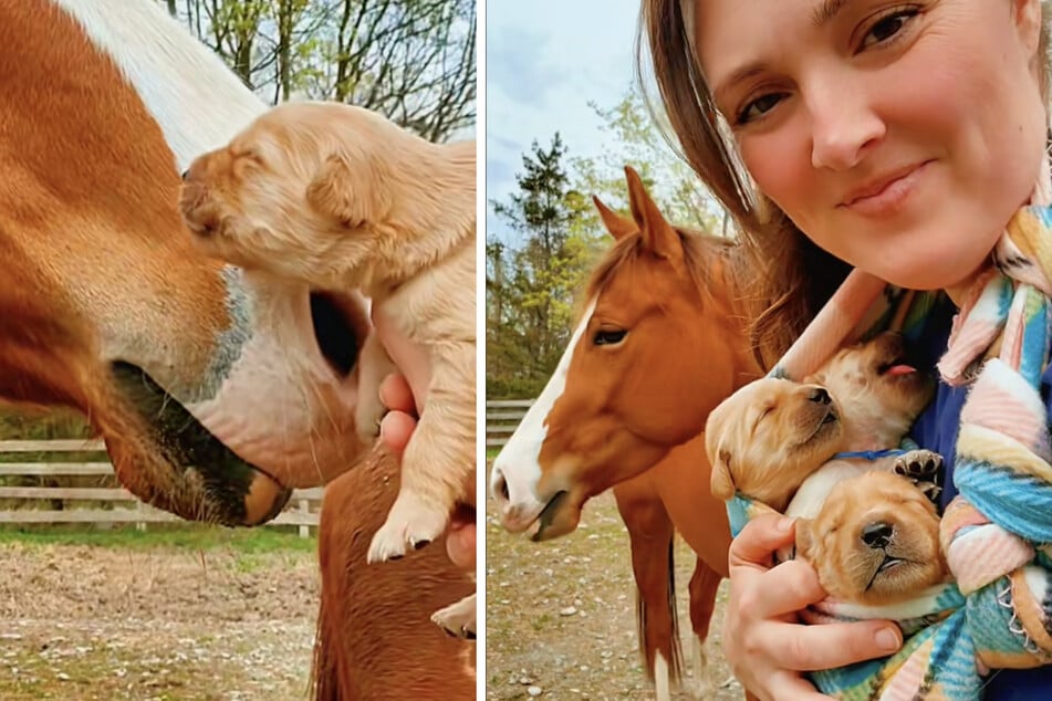 Žena prvýkrát ukázala svojim koňom šteniatka: z toho, čo sa stalo potom, sa srdce rozbúchalo rýchlejšie