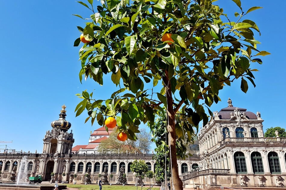 Die Orangenbäume aus dem Zwinger sollen künftig in der Orangerie überwintern.