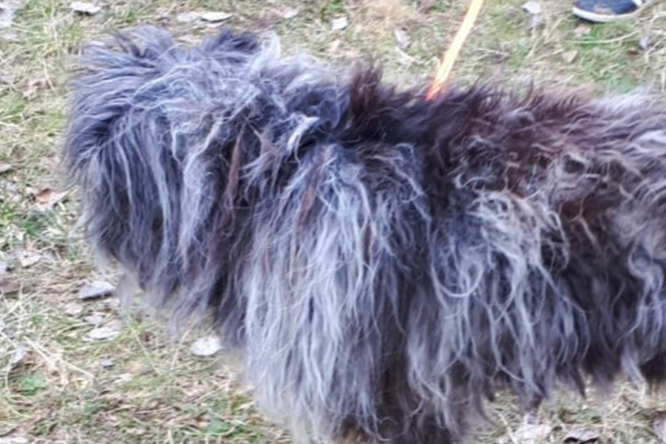 Hund in Zwickau zugelaufen: Polizei bittet um Unterstützung