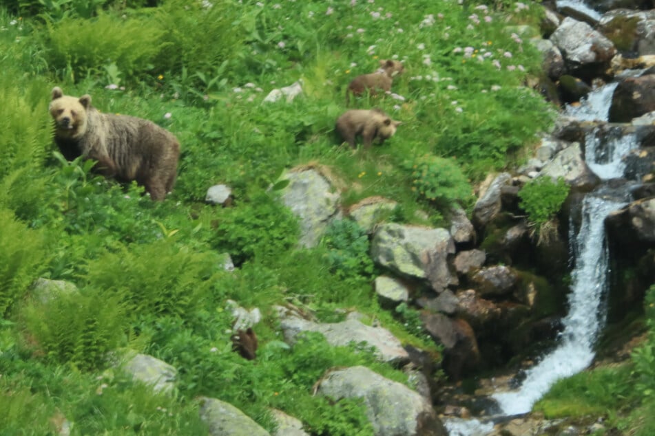 Bärenfleisch soll in der Slowakei essbar werden. Der Vorschlag ist jedoch nicht frei von Kritik. (Archivbild)