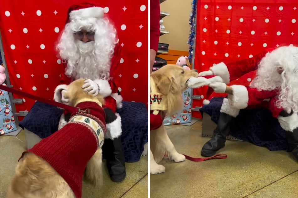 Broggie the dog did a great job earlier this week when he ran into Santa Claus at a California mall. What came next was a delightfully bizarre fiasco!