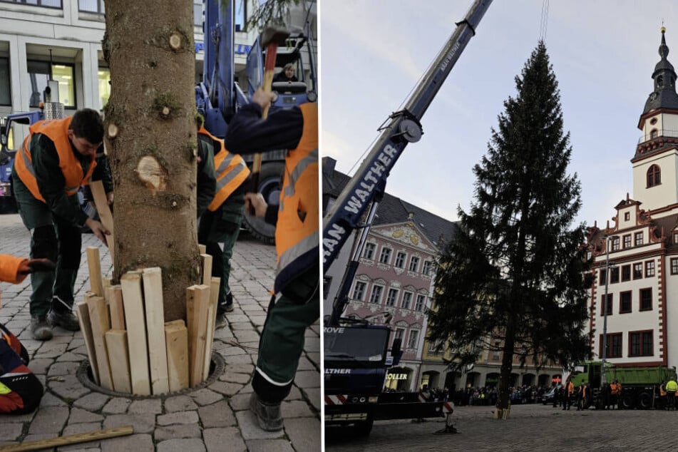 Der Chemnitzer Weihnachtsbaum ist da!