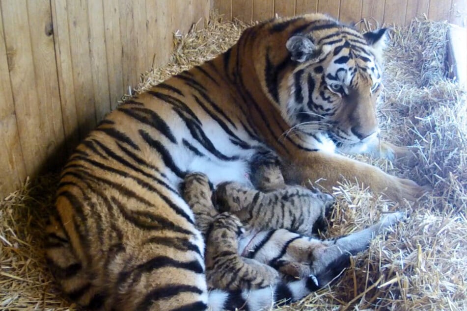 Tigerdame Stormi hat Fünflinge zur Welt gebracht.