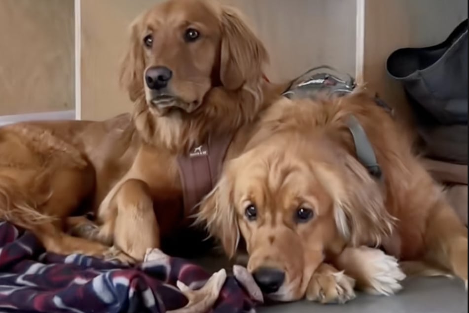 Los Golden Retriever Pacha y Bucket no pueden estar separados.