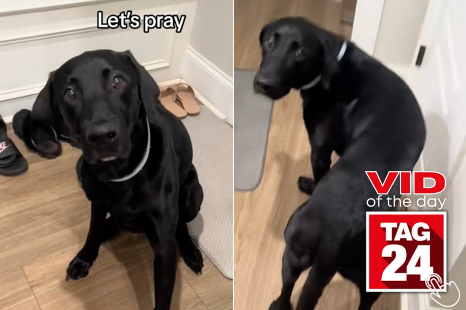 Today's Viral Video of the Day features a pup named Bud on TikTok who cannot eat his meals without praying first!