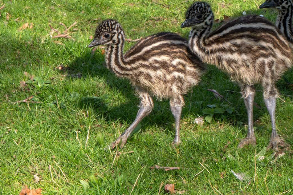 Stuttgarter Wilhelma begrüßt zuckersüßen Emu-Nachwuchs