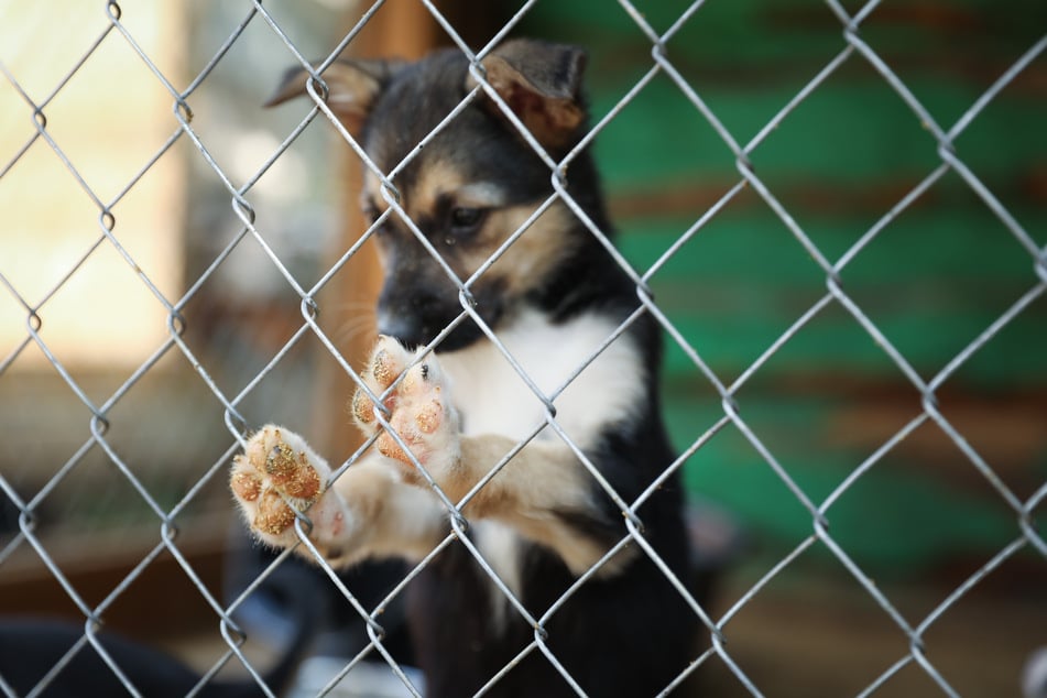 Los animales jóvenes y pequeños suelen ser traídos del extranjero después de las vacaciones y, a continuación, deben pasar tres meses en cuarentena aislados. (Foto de archivo)