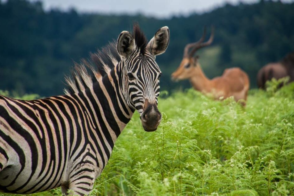 Tierliebhaber werden in Eswatini viele Motive zum fotografieren finden.