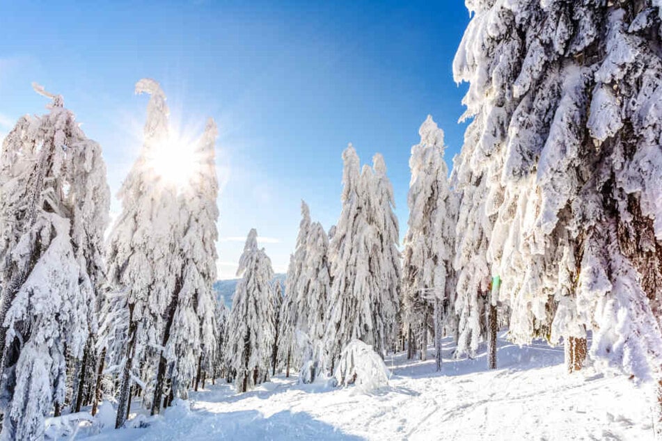 Die Bäume am Fichtelberg sind noch immer tief verschneit.