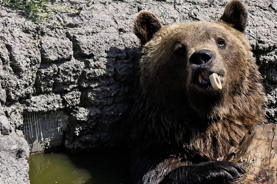 Benno, der Baumeister: Sächsischer Braunbär buddelt immer größere Höhlen