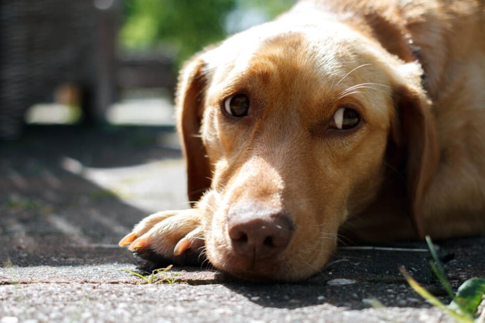 Ein Golden Retriever wurde in München auf offener Straße misshandelt. (Symbolbild)