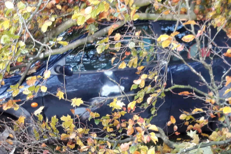 Der geparkte Ford Ka ist von dem Baum begraben worden.