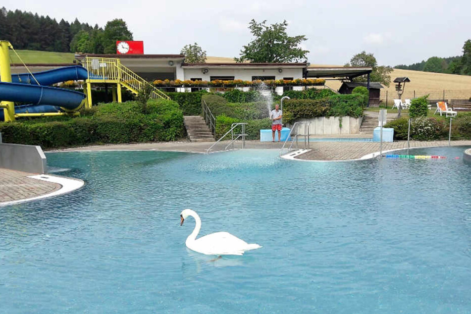 Gemütlich drehte der Schwan im Naturbad Gornsdorf seine Runden.