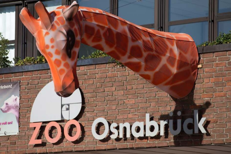 Der Zoo Osnabrück möchte an Halloween seine Besucher erschrecken.