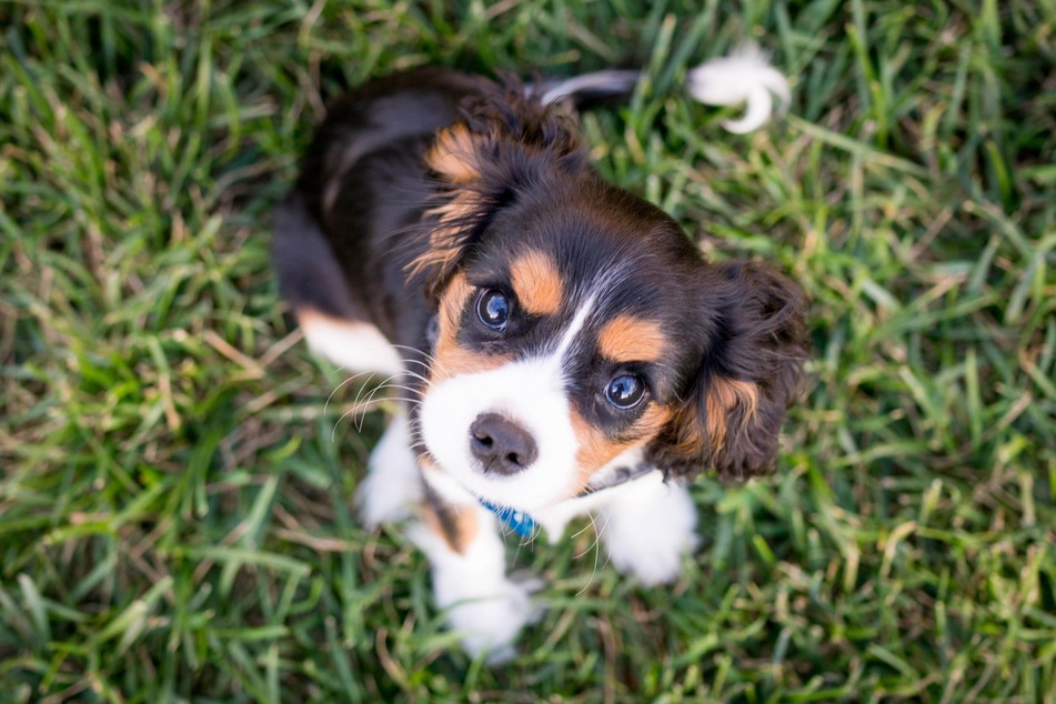 It's important to train these cheeky little puppies.