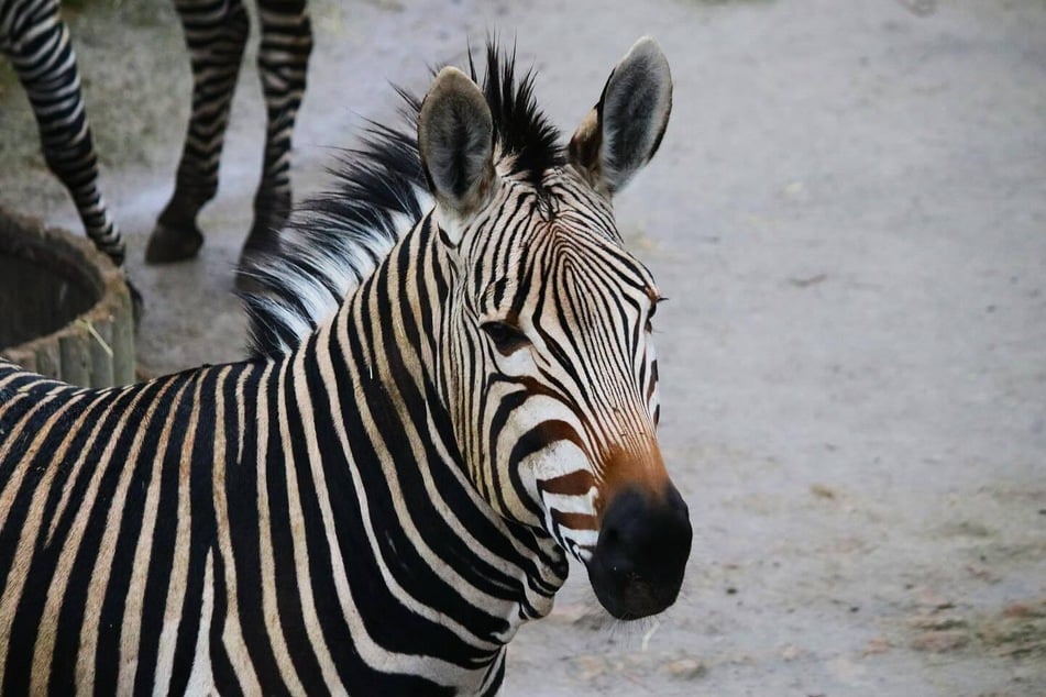 Für den zweiten Hengst sucht der Tiergarten nun nach einem neuen Sozialpartner.