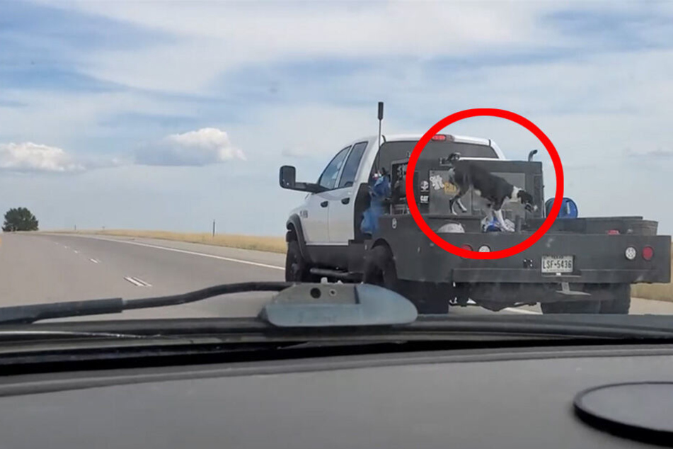 Anstatt seinen Hund auf dem Beifahrersitz zu befördern, wählte dieser Fahrer eine etwas andere Methode.