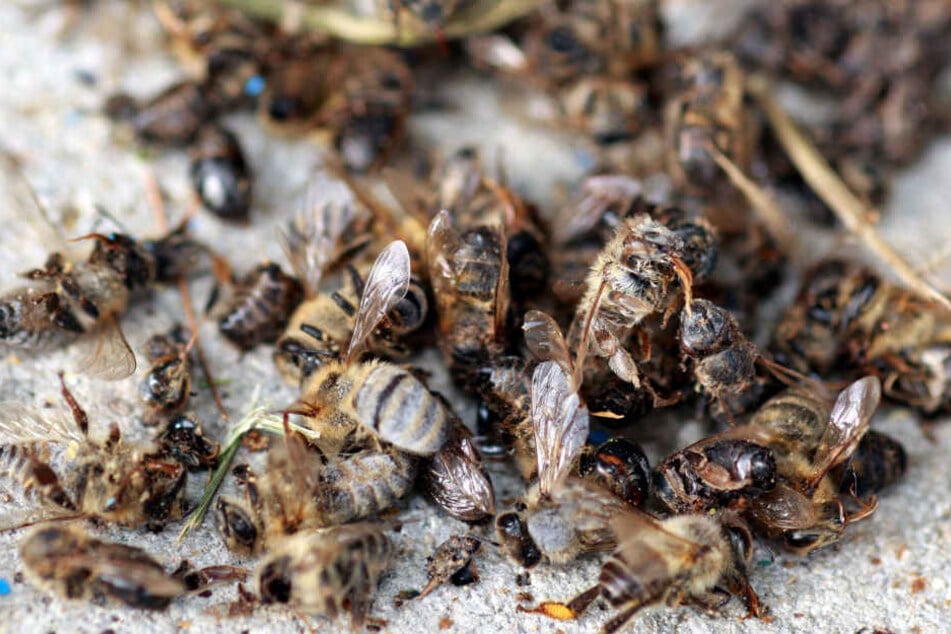 Verendete Bienen - vor allem Pflanzenschutzmittel sind immer wieder Ursache für das Bienensterben. 