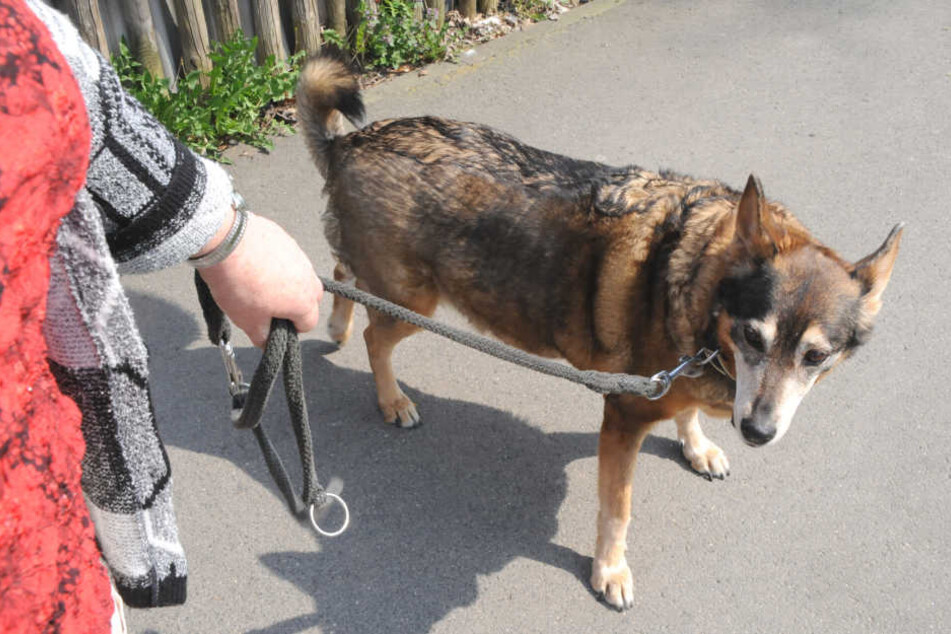 Die Leinenpflicht für Hunde soll erweitert werden.