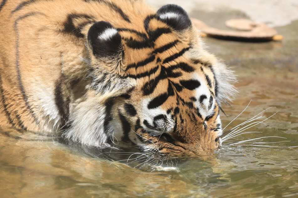 Tigerdame Stormi (3) soll im Magdeburger Zoo für Nachwuchs sorgen.