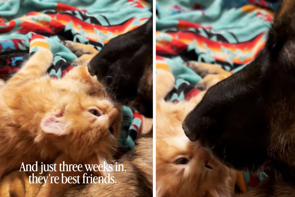 Nach drei Wochen kann man mit Sicherheit sagen: Katze und Hund sind die allerbesten Freunde geworden.