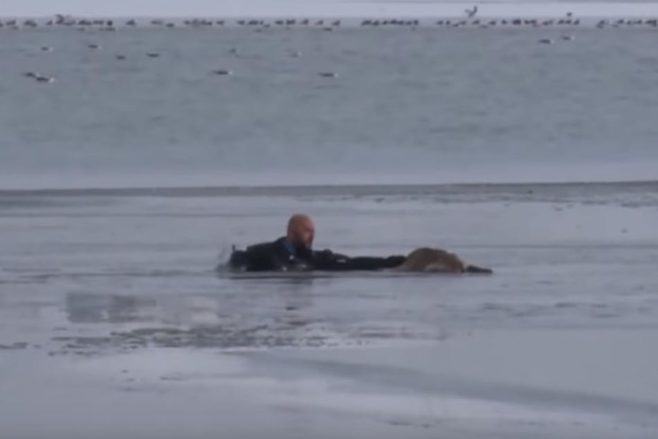 Ein Polizeitaucher gab alles, um den hilflosen Hund zu retten.