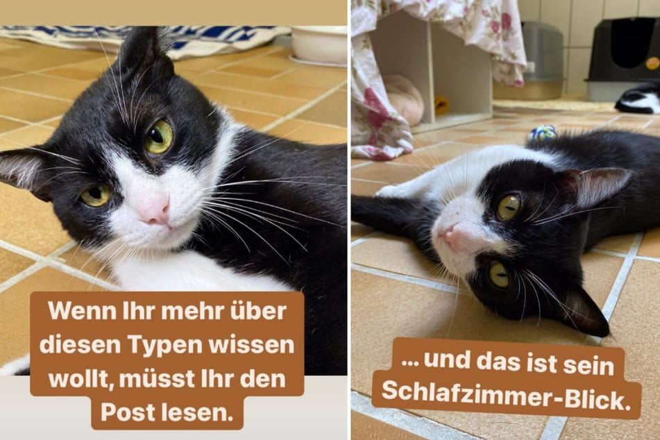 Kater "Don Gato Jumilla" wartet im Tierheim Köln-Dellbrück auf seine Adoption. (Fotomontage)