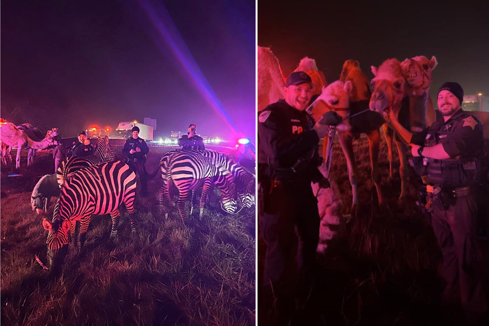 The police officers posed for photos with the circus animals after the unusual rescue.