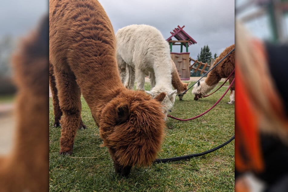 Um die flauschigen Vierbeiner hat sich in den vergangenen Jahren ein kleiner Hype entwickelt.
