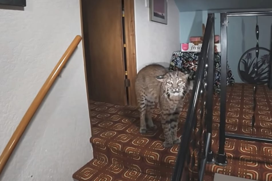 Statt eines Einbrechers entdeckte die Polizei einen Rotluchs im Haus.